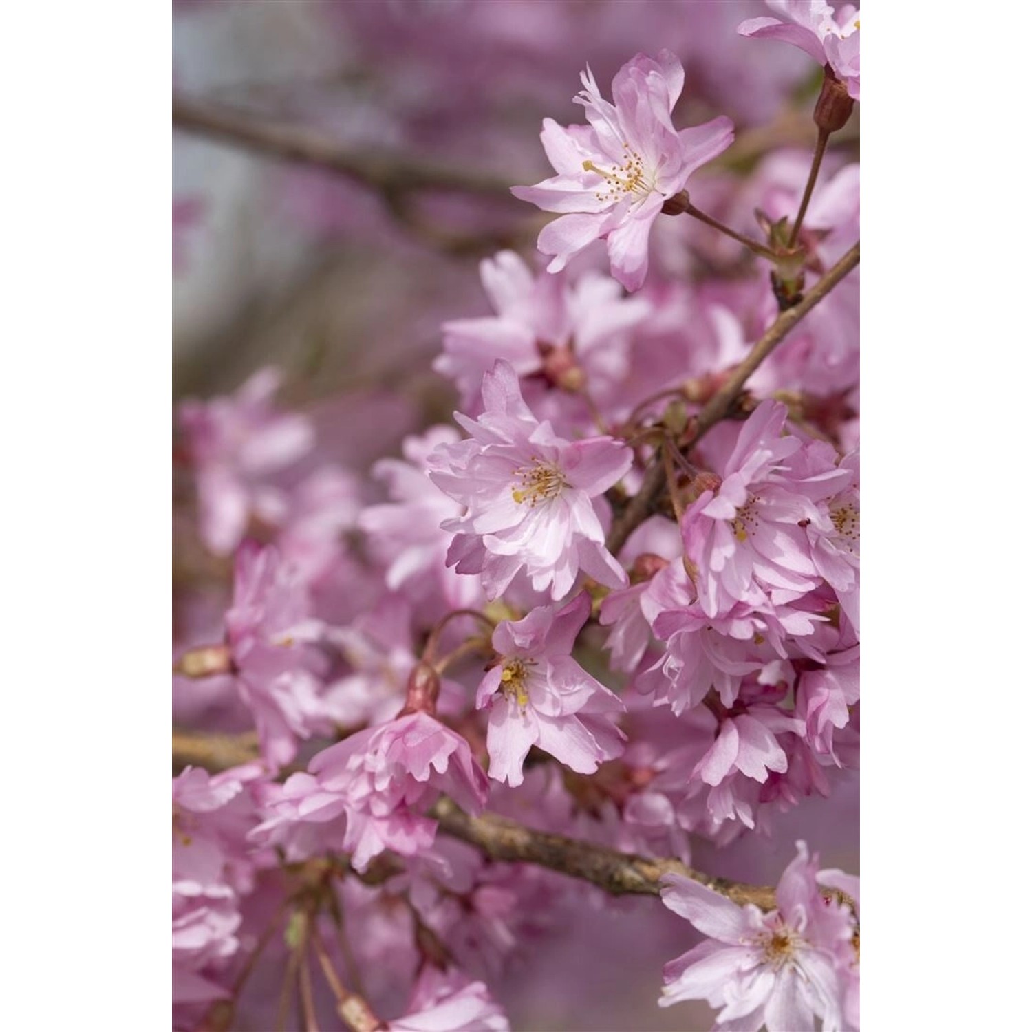 Prunus Subhirtella Autumnalis Winterkirsche Zartrosa 150–200 cm günstig online kaufen
