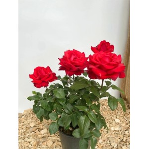 Baumfink Edelrose Grande Amore im Topf mit samtig roten Blüten.