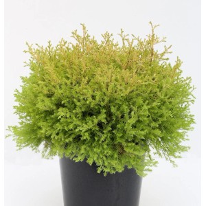 Lebensbaum 'Rheingold' (Thuja occidentalis) im Topf, goldgelbe Nadeln, ca. 15-20 cm hoch.