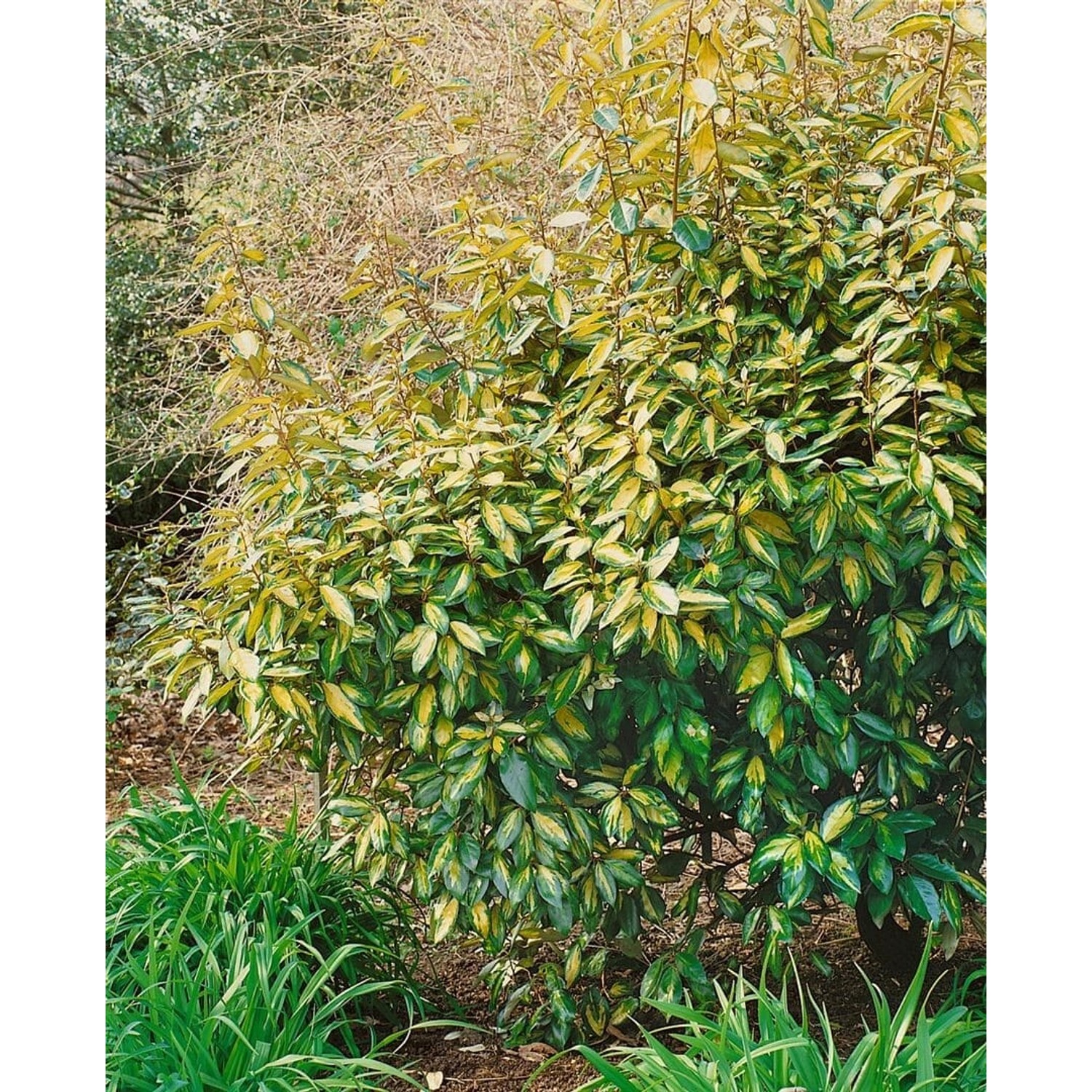 Elaeagnus ebbingei Limelight 125-150 cm günstig online kaufen
