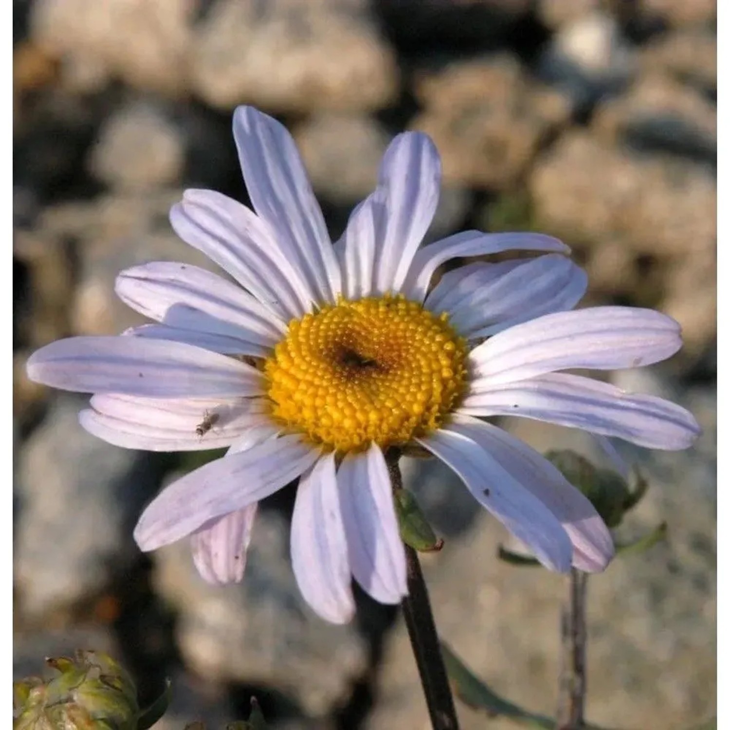 Herbstaster Hebe - Chrysanthemum hortorum