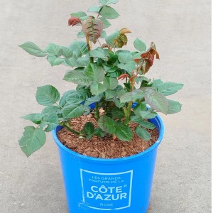 Duftrose Les Grands Parfums de la Côte d'Azur im blauen Topf, ca. 25-30 cm hoch.