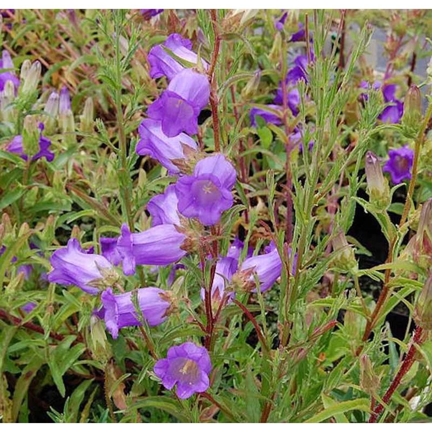 Marienglockenblume Blau - Campanula medium günstig online kaufen