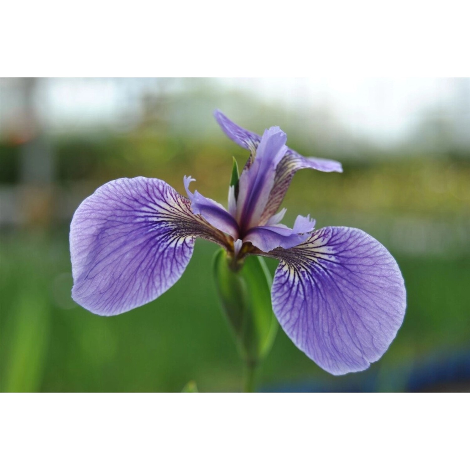 Iris Sibirica Sibirische Schwertlilie Perrys Blue Ca 9x9 cm Topf günstig online kaufen