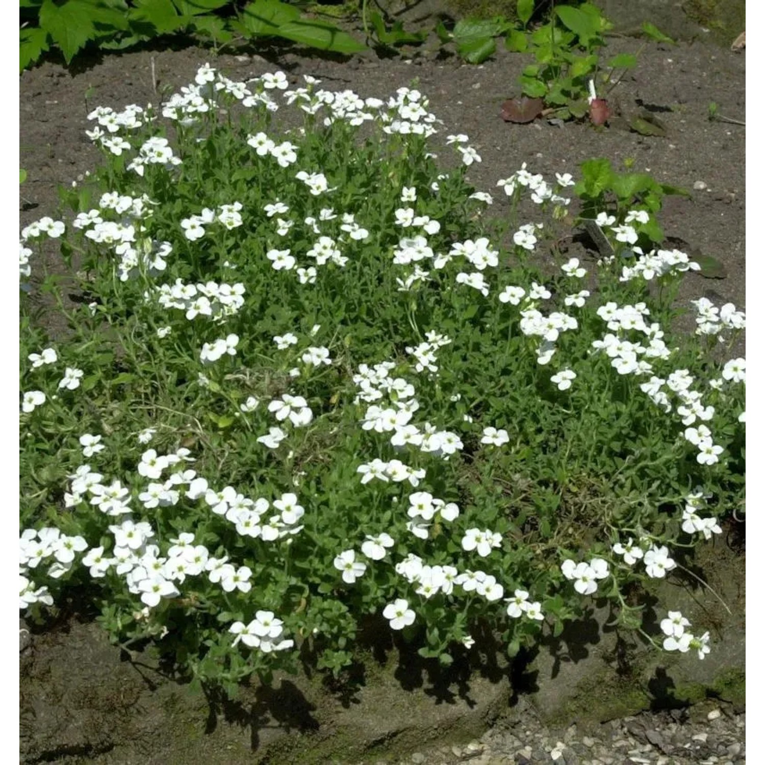 Blaukissen Fiona - Aubrieta cultorum