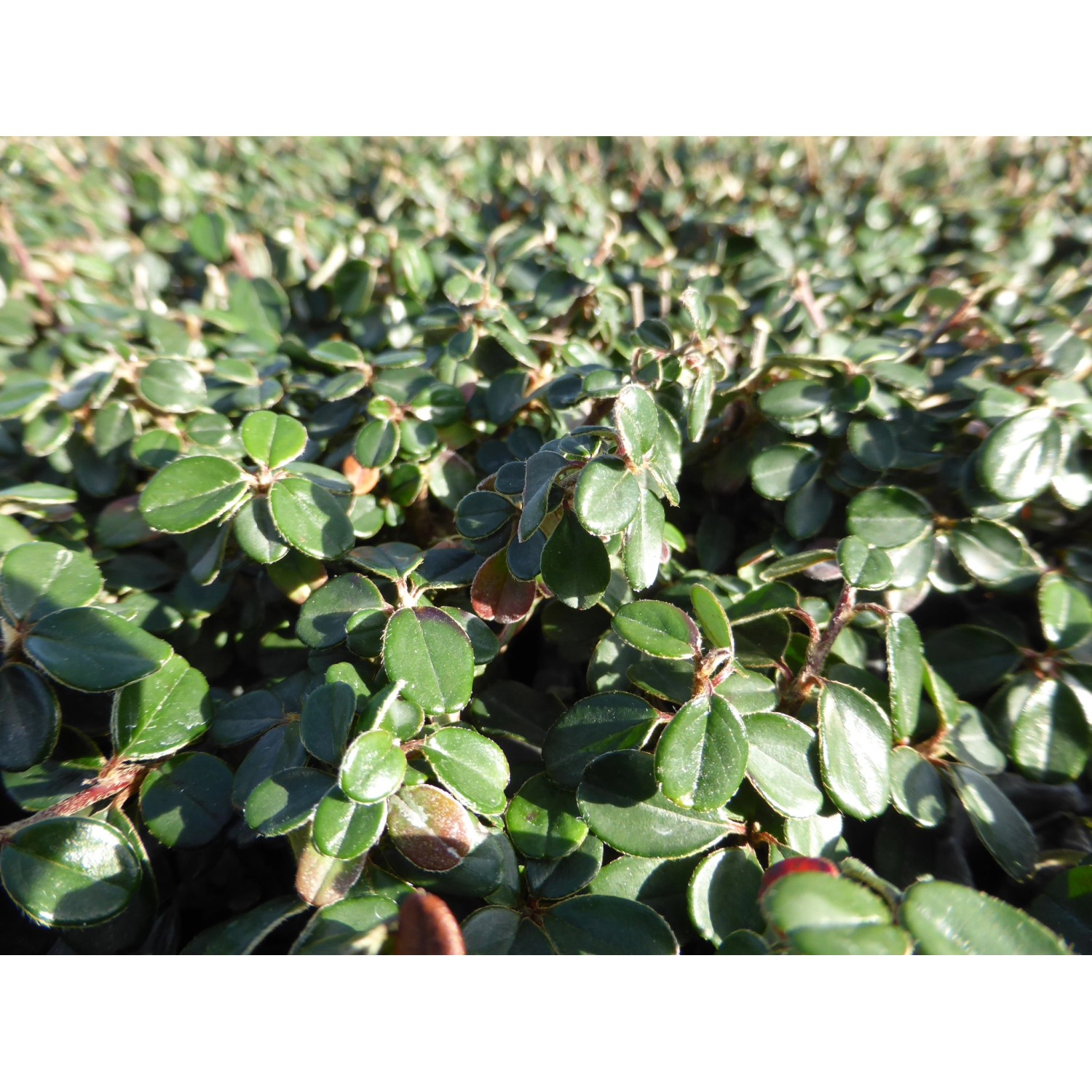 Zwergmispel Cochleatus Topf-Ø ca. 9 cm Cotoneaster microphyllus