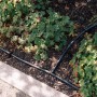 Geka Drip-Set zur Bewässerung von Hecken und Beeten (Ø 16 mm), installiert im Garten.