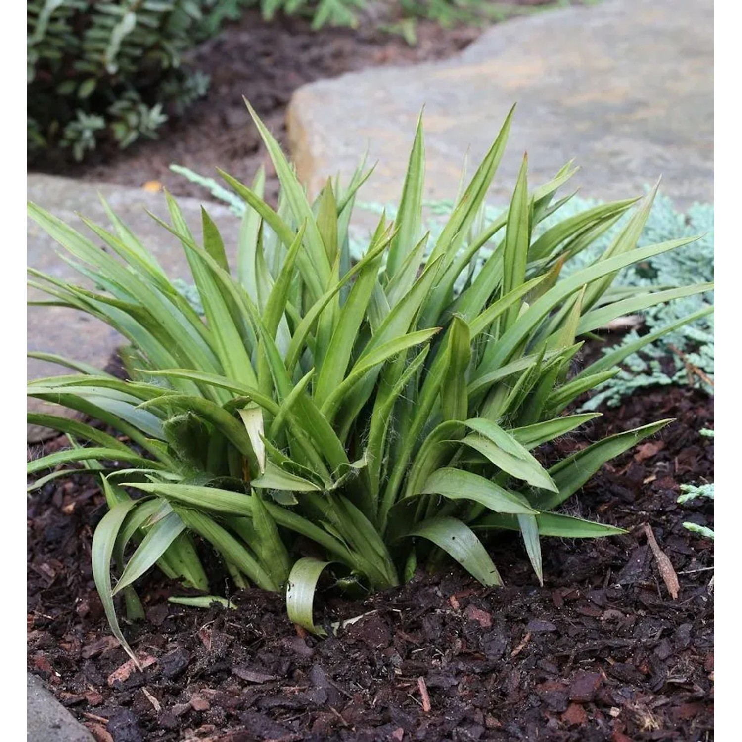 Hainsimse Grünfink - Luzula pilosa