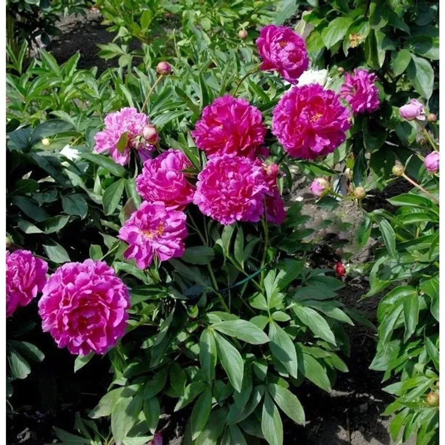 Edelpfingstrose General MacMahon - Paeonia,actiflora