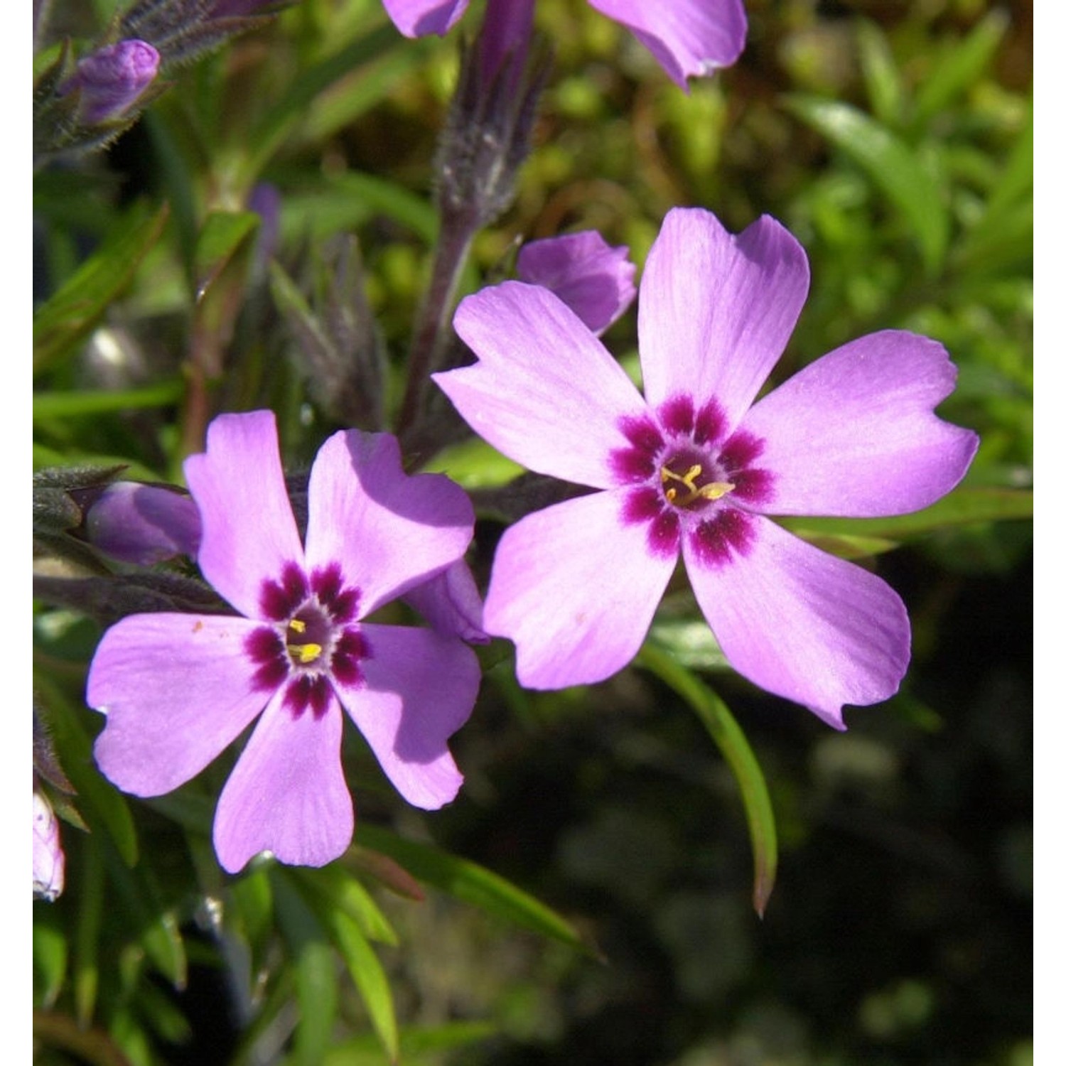 Niedrige Flammenblume Leuchtstern - Phlox subulata günstig online kaufen