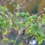 Kreuzblättrige Wolfsmilch - Euphorbia lathyris