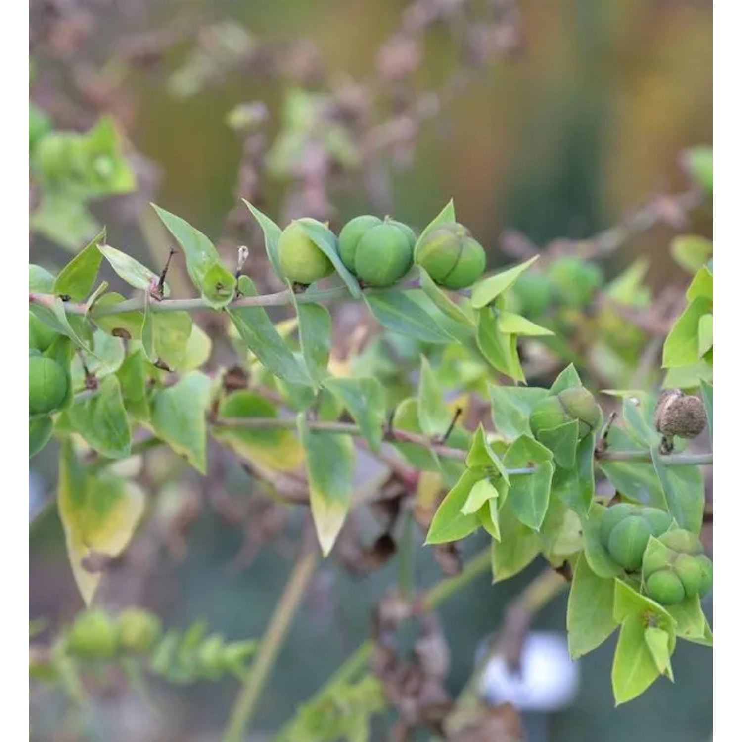 Kreuzblättrige Wolfsmilch - Euphorbia,athyris