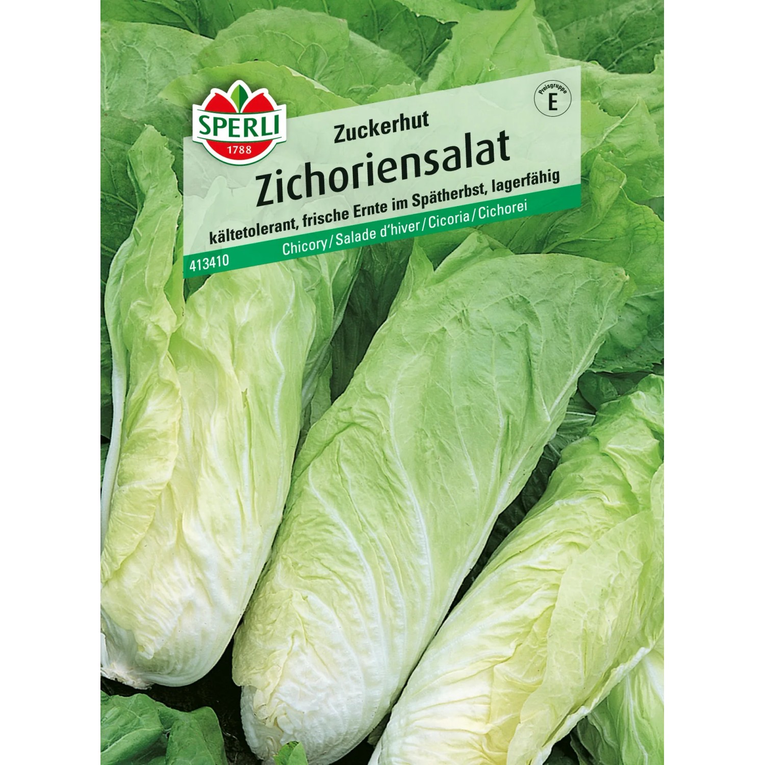 Sperli Zichoriensalat "Zuckerhut"