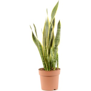 Bogenhanf Laurentii im Topf, grüne Zimmerpflanze mit gelben Rändern, ca. 60-70cm hoch.