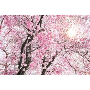 Komar Vlies Fototapete Bloom: Nahaufnahme von rosa Kirschblüten vor hellem Himmel.