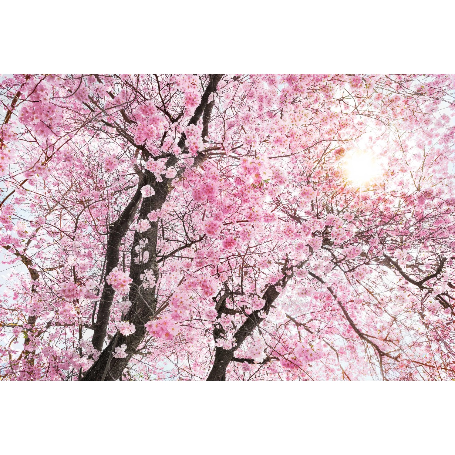 Komar Fototapete Vlies Bloom  400 x 260 cm