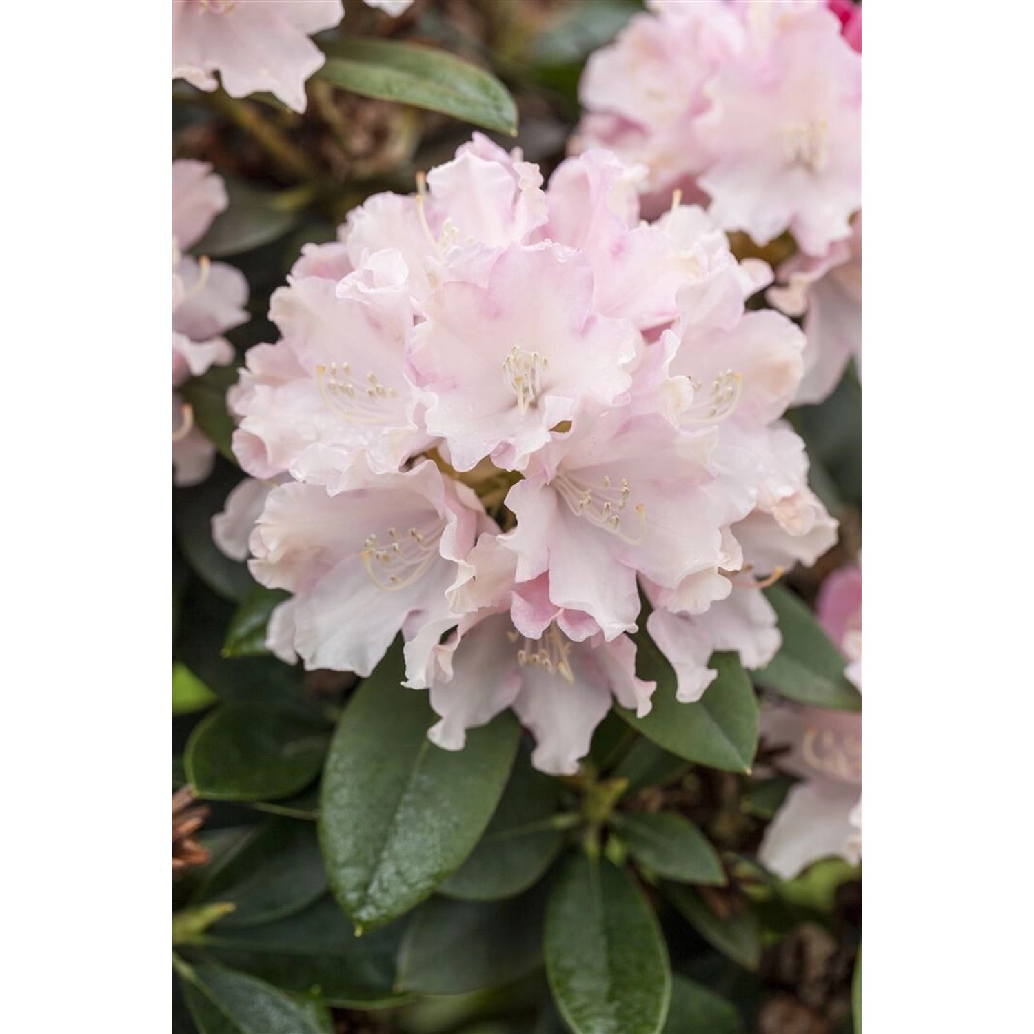 Rhododendron Yakushimanum Schneekrone Weiß 80 cm Stammhöhe günstig online kaufen