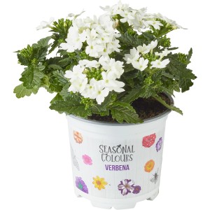 Weißes Garten-Eisenkraut 'Summer Survivors' im 12 cm Topf.