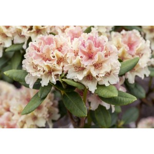 Nahaufnahme eines Rhododendron Nova Zembla mit zartrosa Blüten und grünen Blättern.