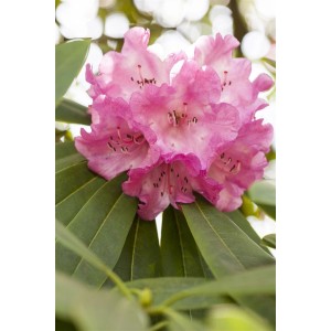 Nahaufnahme einer rosa blühenden Rhododendron INKARHO Dufthecke, ideal als Heckenpflanze.