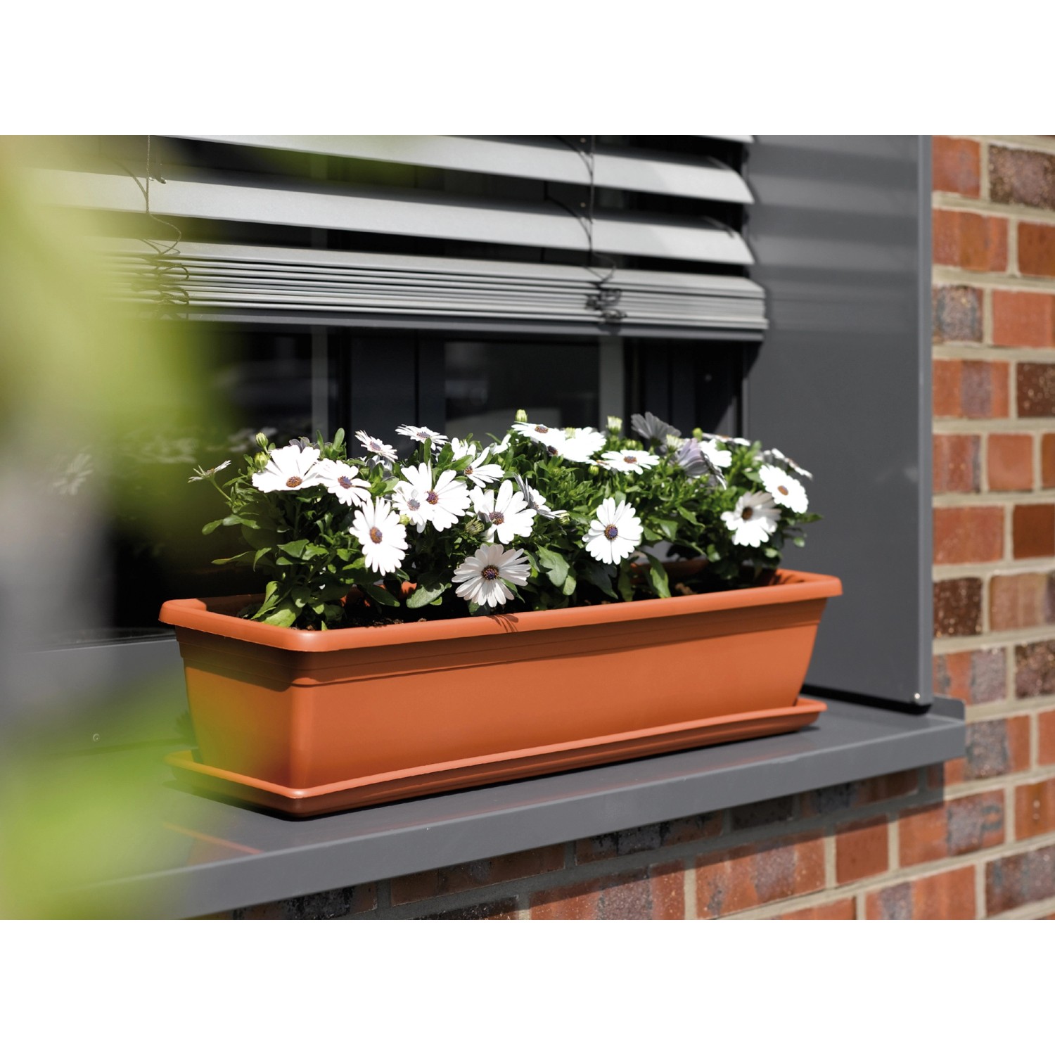Brauner Florus Blumenkasten 100cm mit weißen Margeriten und Bewässerungssystem.