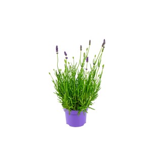 Echter Lavendel im lila Topf, ca. 10,5 cm Topf-Ø. Duftende, violette Blüten.