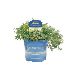 Kiepenkerl Zitronenthymian im Topf, eine aromatische Küchenkräuter-Pflanze mit zitronigem Duft.