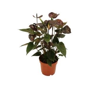 Exotenherz Anthurium Black Karma mit schwarzer Blüte im Topf.
