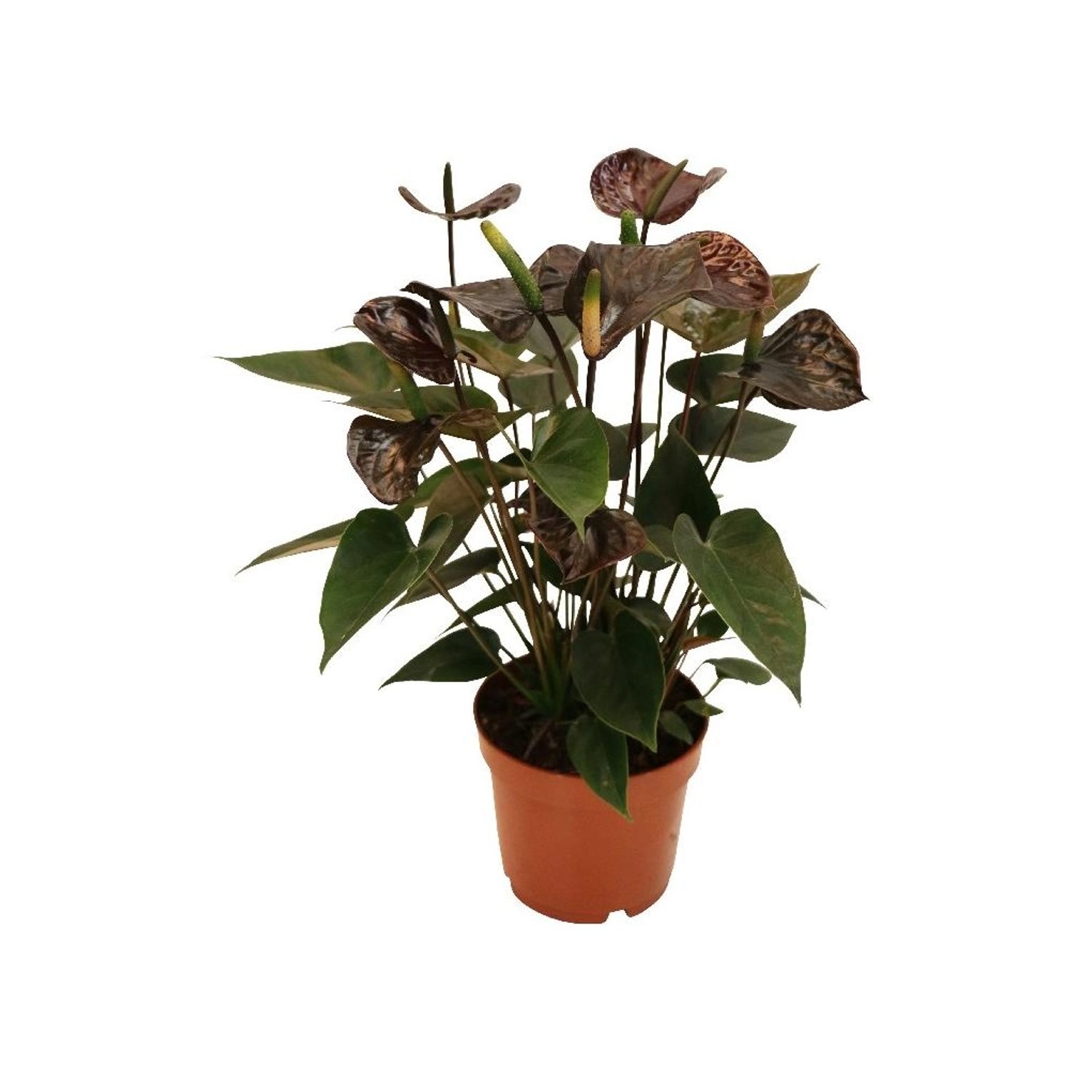 Exotenherz Anthurium Andreanum Black Karma mit Schwarzer Blüte im 12cm Topf