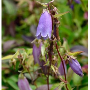 Nahaufnahme einer lila Punktierten Glockenblume (Campanula punctata).