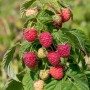 Himbeere Autumn First: Strauch mit roten und grünen Beeren an grünen Blättern.