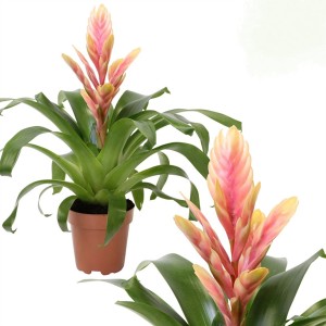 GROW by OBI Vriesea Intenso Salmon, rosa-gelbe Bromelie im Topf, ca. 40-50 cm hoch.