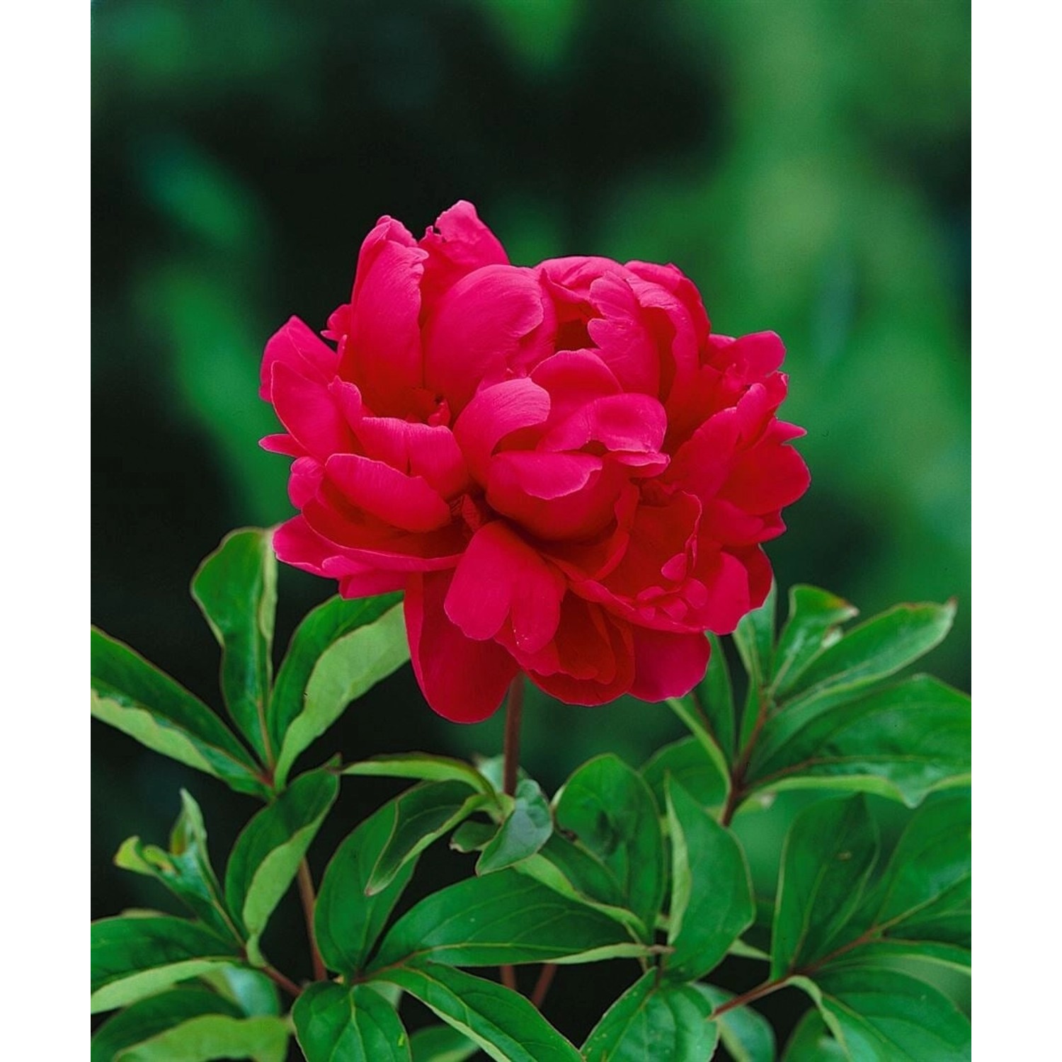 Paeonia Lactiflora Pfingstrose Adolphe Rousseau Ca 11x11 cm Topf günstig online kaufen