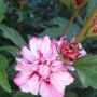 Nahaufnahme einer rosa-weißen Garteneibisch Miss Silvia Blüte mit grünen Blättern.