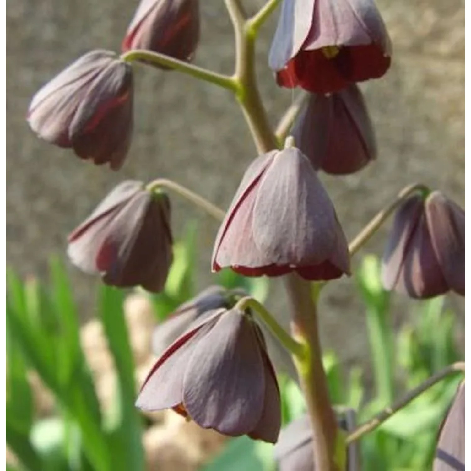 Persische Schachbrettblume - Fritillaria persica