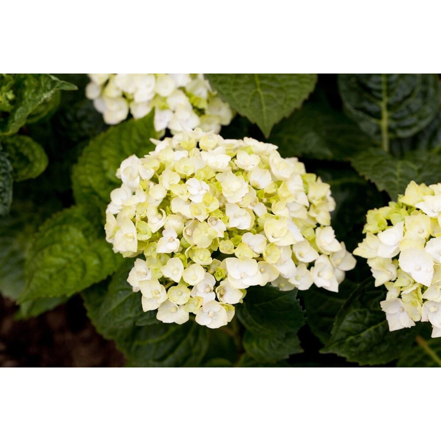 Hydrangea Bauernhortensie 'Endless Summer' The Bride Weiß 30-40 cm günstig online kaufen