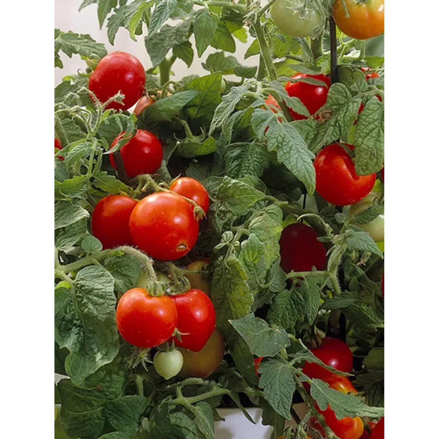 OBI Tomatenpflanze Topf Ø 9 cm Gelb Mix