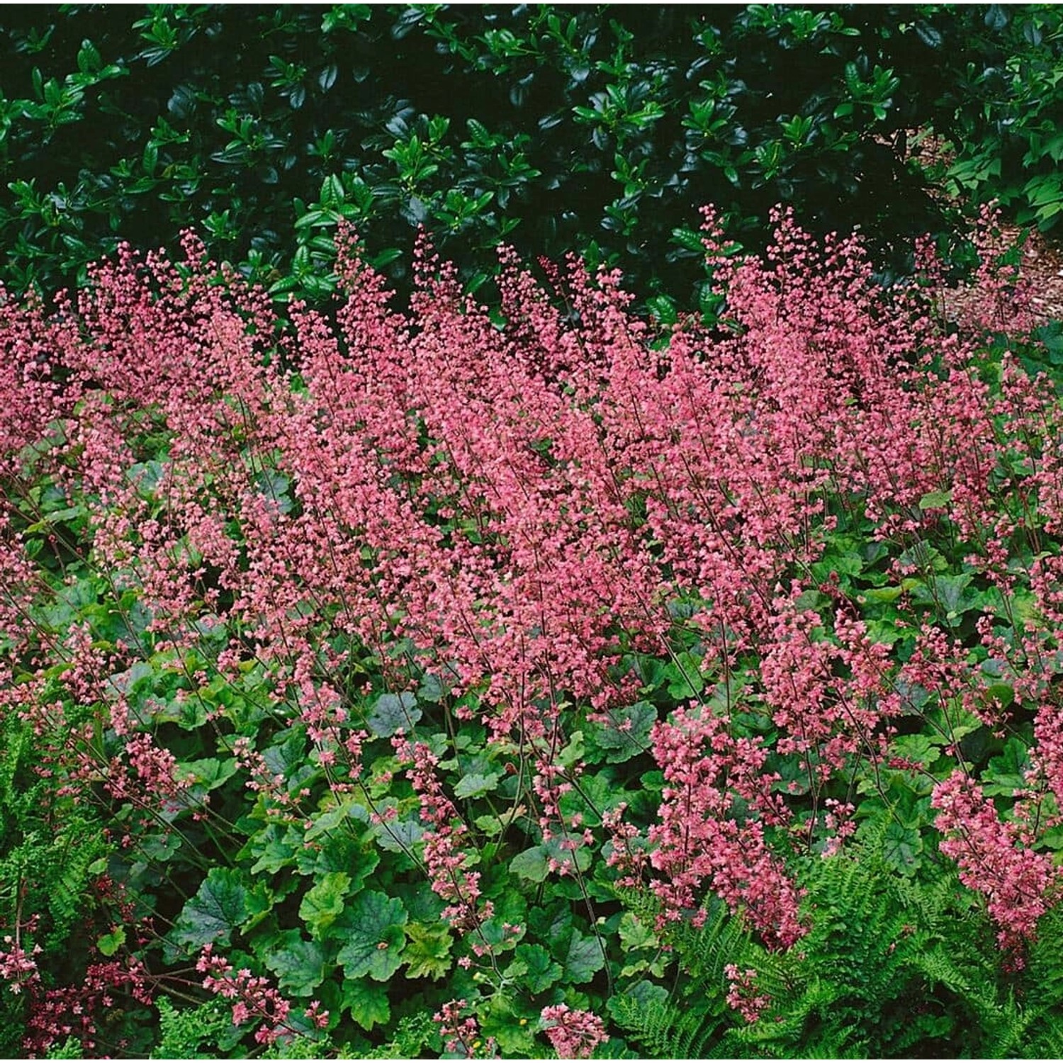 Heucherella(X) Tiarell.'Bridget Bloom' Ca. 9x9 cm Topf günstig online kaufen