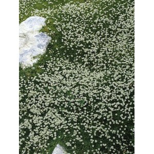 Sternmoos (Sagina) als Bodendecker mit weißen Blüten im Steingarten.