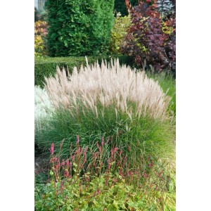 Chinaschilf 'Sarabande' im Garten: Ziergras mit silbernen Blütenständen im Topf.