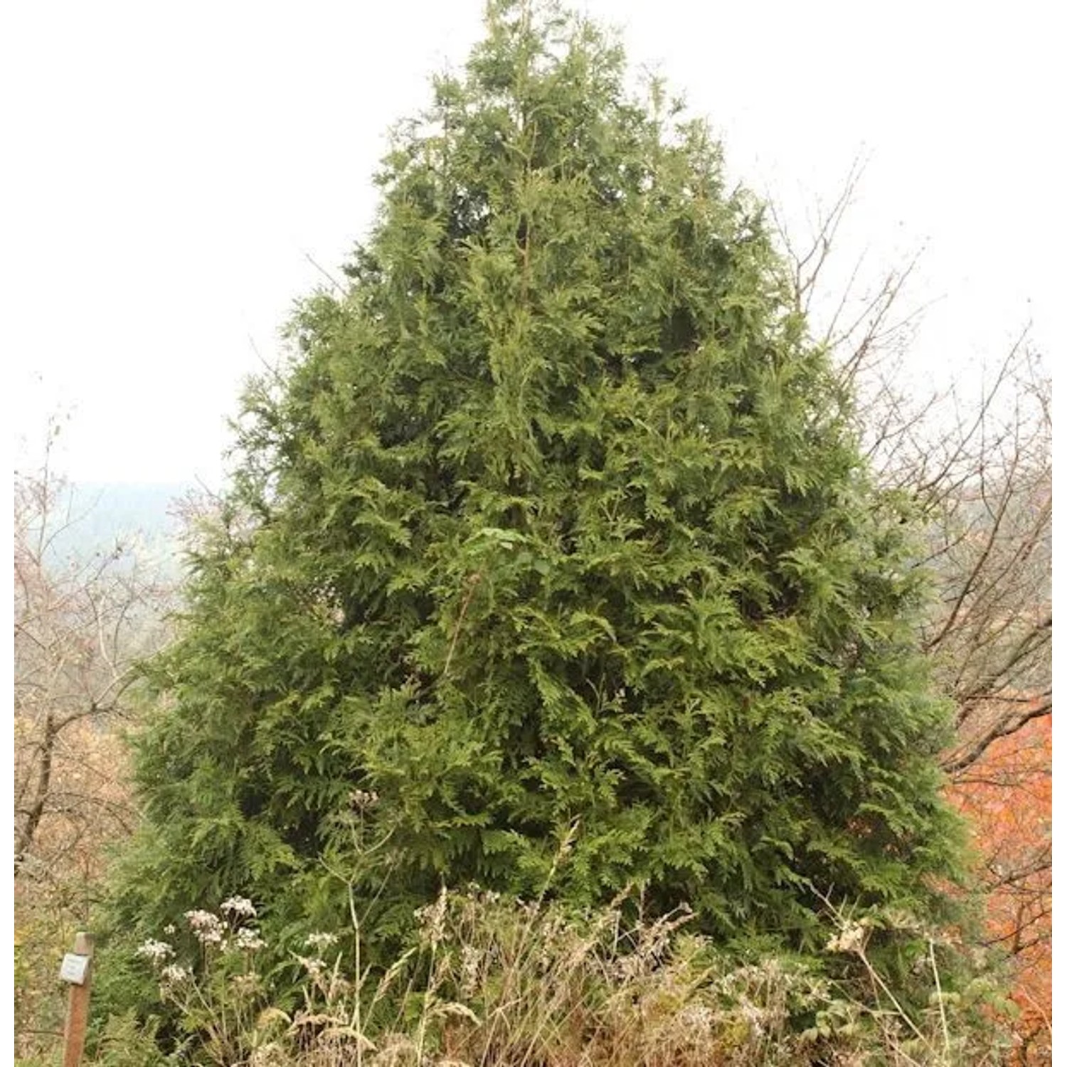 Hibalebensbaum 40-60cm - Thujopsis dolabrata