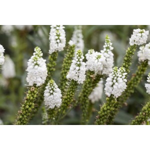 Nahaufnahme des weißen Ehrenpreises (Veronica Longifolia) im 9x9 cm Topf.