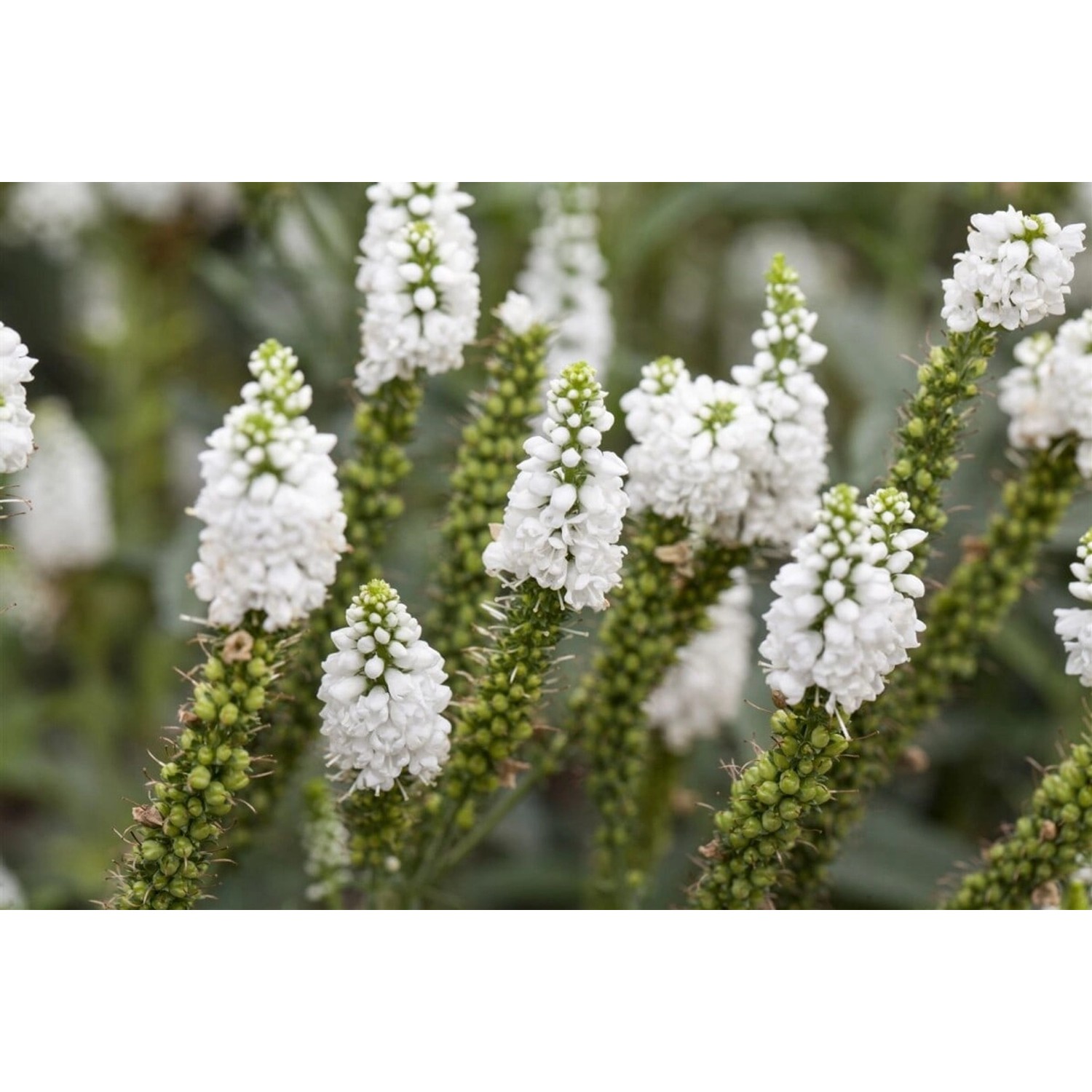 Veronica Longifolia Weißer Ehrenpreis Ca. 9x9 cm Topf günstig online kaufen