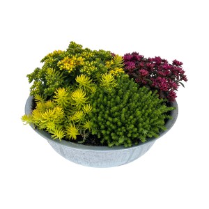 Sedum-Trio im Zinkgefäß, bepflanzte Schale mit gelben, grünen und roten Fetthennen.