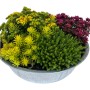 Sedum-Trio im Zinkgefäß, bepflanzte Schale mit gelben, grünen und roten Fetthennen.