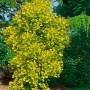 Goldgelber Perückenstrauch Cotinus Golden Spirit, 40-60 cm hoch, im Garten.