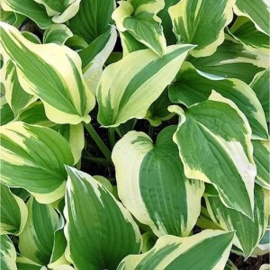 Funkie 'Antioch' (Hosta cultorum) mit grün-gelb panaschierten Blättern.