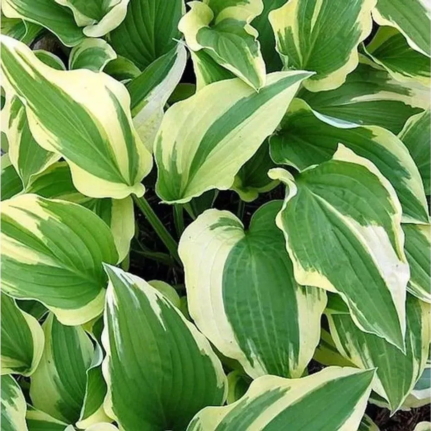 Funkie 'Antioch' (Hosta cultorum) mit grün-gelb panaschierten Blättern.