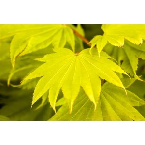 Nahaufnahme des gelbgrünen Laubs vom Japanischen Ahorn (Acer Shirasawanum Aureum).