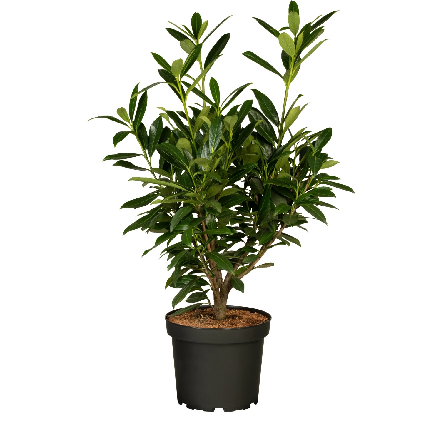 Kirschlorbeer Genolia Set à 15 Stück Höhe ca. 60 - 80 cm Prunus,aurocerasus